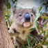 View Event: Jirrahlinga Koala and Wildlife Sanctuary - Open Hours